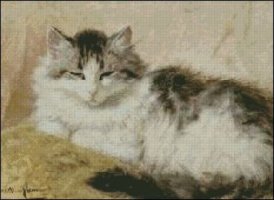 (image for) A Cat