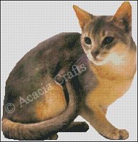 (image for) Abyssinian