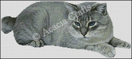 (image for) American Bobtail