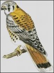 (image for) American Kestrel
