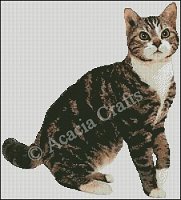 (image for) American Wirehair