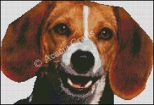 (image for) Beagle Head