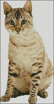(image for) Bengal Cat