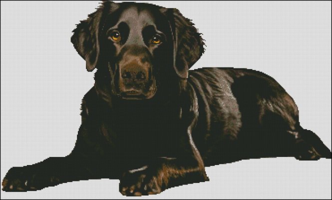 (image for) Black Labrador Retriever - Large