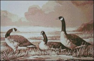 (image for) Canadian Geese