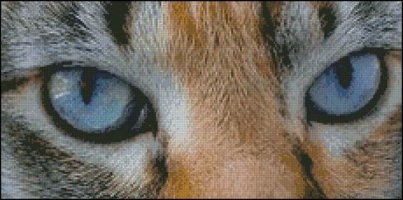 (image for) Cat Eyes