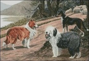 (image for) Collies and Sheepdog - Medium Large