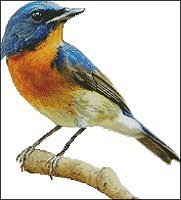(image for) Birds