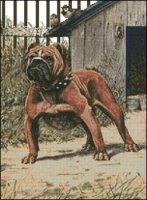 (image for) English Bulldog