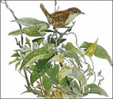 (image for) House Wren