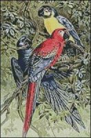 (image for) Macaws