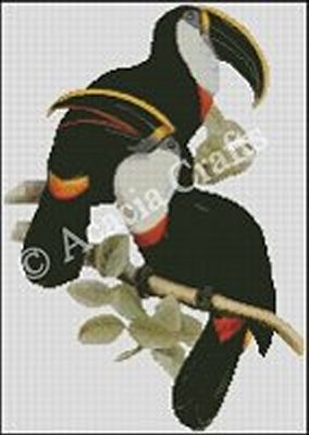 (image for) Yellow-ridged Toucans